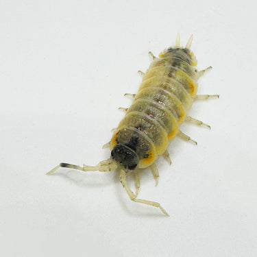 Porcellio Ornatus Witch's Brew